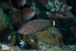 BD-141017-Komodo-5207-Anampses-lineatus.-Randall.-1972-[Lined-wrasse].jpg
